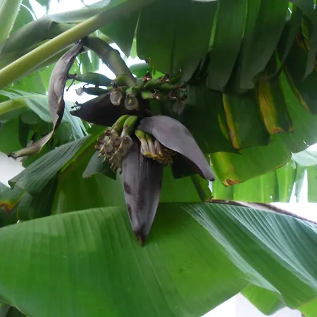 Cakir Bey לינה וארוחת בוקר